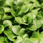 verdura di stagione aprile valeriana